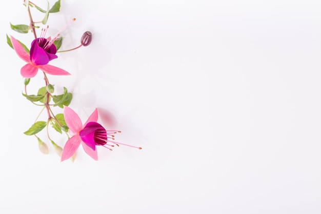 Group of pink fuchsia flowers isolated on white. Overhead top view, flat lay. Copy space. Birthday, Mother's, Valentines, Women's, Wedding Day concept.