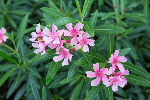 Group of Pink oleander or Nerium in the garden, focus selective.