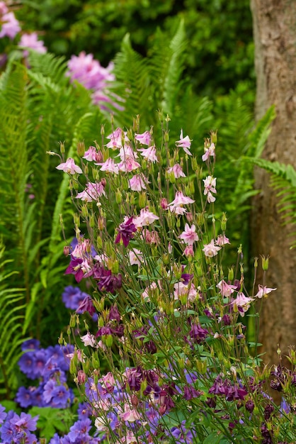 Group of pink and purple columbine and meadow cranesbill flowers blossoming and growing in a home garden Vibrant lush aquilegia granny bonnet plants blooming and flowering on stems in a backyard