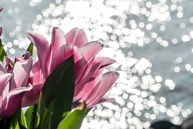 Group of pink tulips