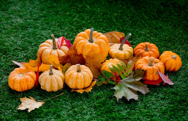 Group of pumpkins with leaves on green lawn