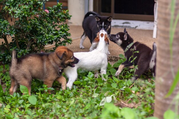 Group of puppies are sniffing Green grass Shallow depth of field Horizontal