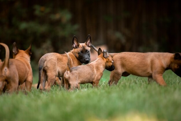 A group of puppy dogs are playing in the grass