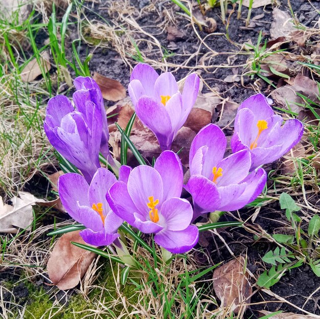 Photo a group of purple crocus flowers are in the grass.