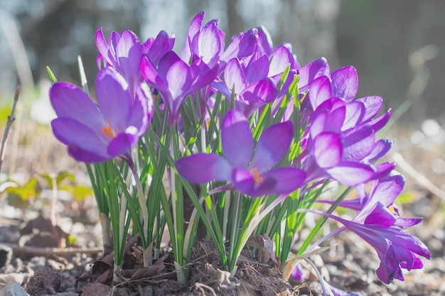 Group of purple crocus flowers on a spring meadow Crocus blossom Mountain flowers Spring landscape