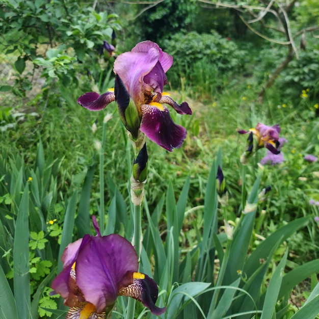 A group of purple irises are in a garden.