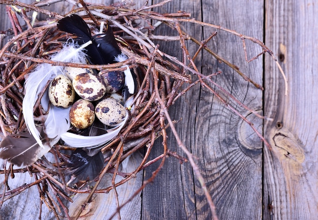 Group of quail eggs in a nest of twigs on a gray wooden surface 