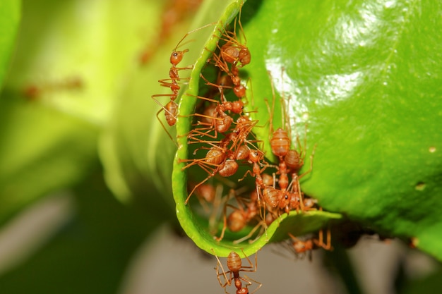 Group red ant build ant nest from green leaf in nature at forest thailand