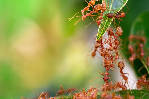 Group of red ant standing for building the bridgeConcept team work together unity teamwork