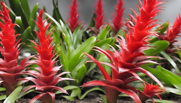 a group of red flowers with green leaves and red flowers