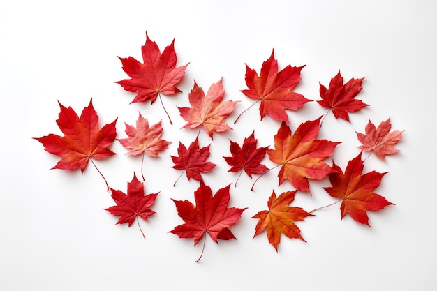 A group of red maple leaves on a white background