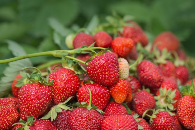 Group of red strawberry. freshly harvested red strawberries. Sustainable eco friendly lifestyle