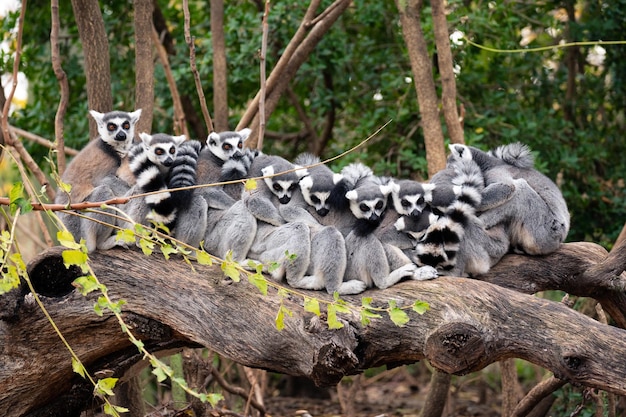 Group of ring-tailed lemurs sitting and hugging on a tree trunk