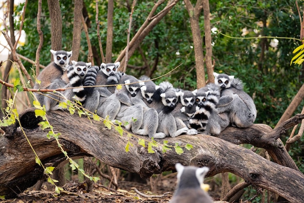 Group of ring-tailed lemurs sitting and hugging on the trunk of a tree with another lemur in the foreground that seems to be taking a group photo of them