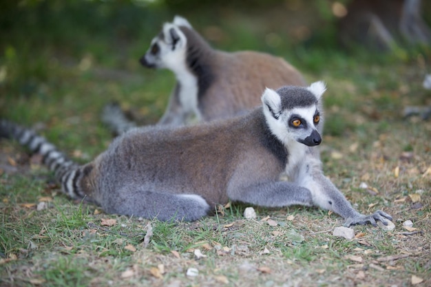 Group of Ring tailed lemurs