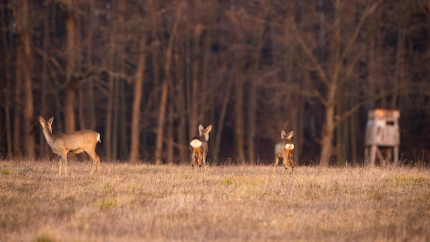 Group of roe deer looking away next to hunting stand