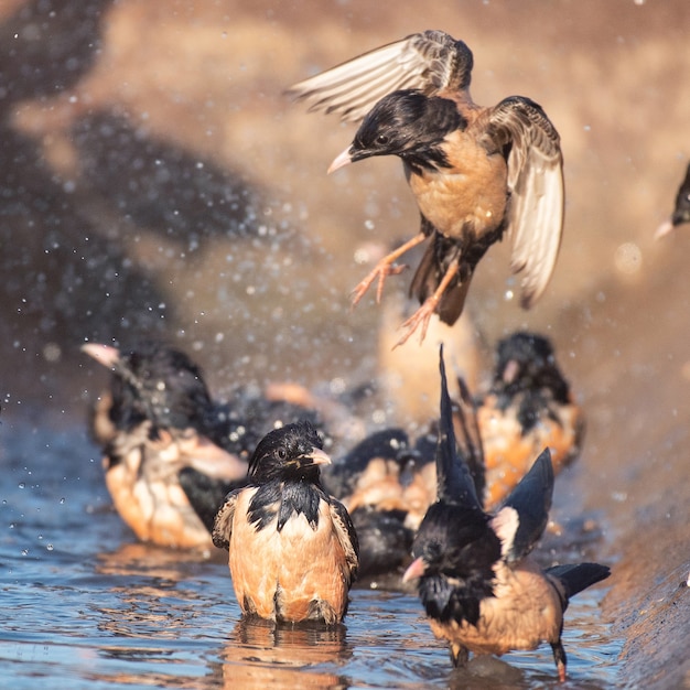 The group of rosy Starling Sturnus roseus splashing in the water