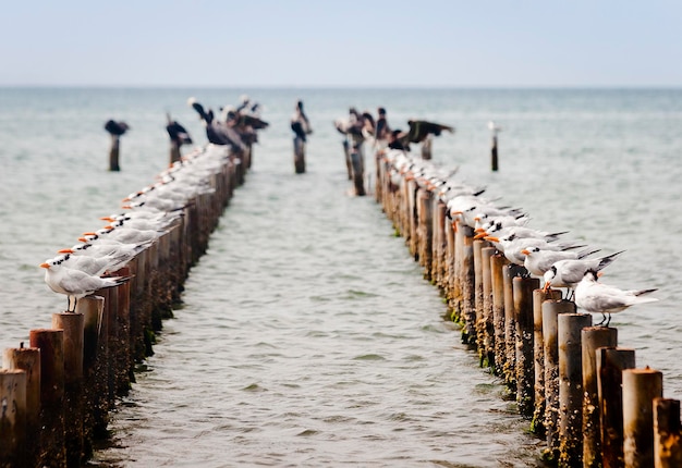 Group of seabirds perched on pier pilings