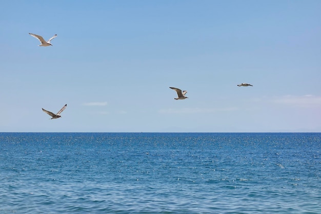 Group of seagulls flying over a calm sea with a clear sky on a summer day