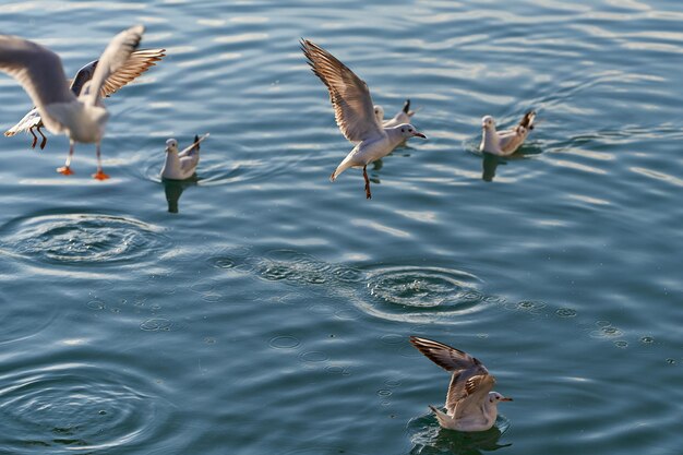 Group of seagulls in the sea seen up close