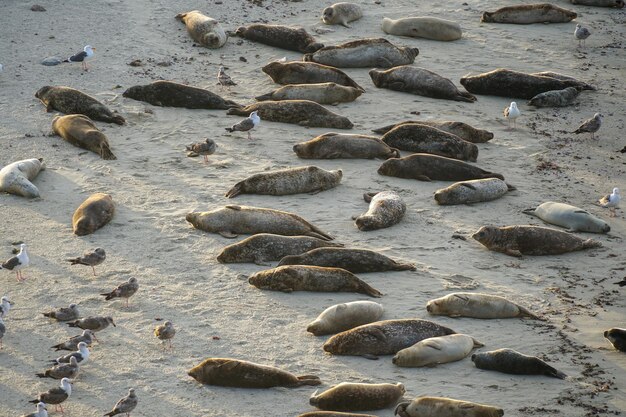 A group of seals are laying on the beach.