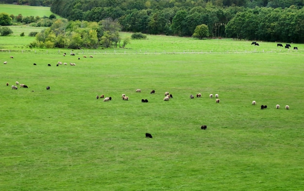 Group of sheep grazing in rural area of Denmark