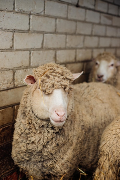 Photo a group of sheep is standing in a barn farming sheep breeding