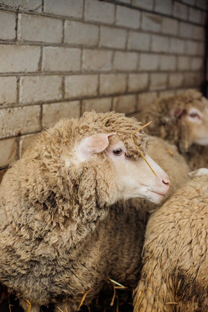 Photo a group of sheep is standing in a barn farming sheep breeding