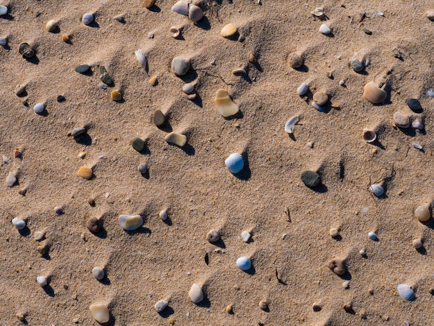 Group of shells on the beach sand