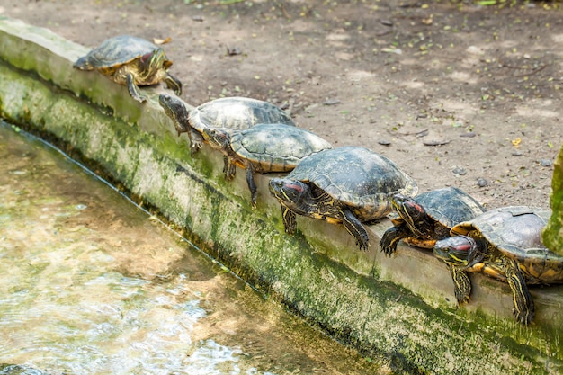 Group of six red-eared terrapins