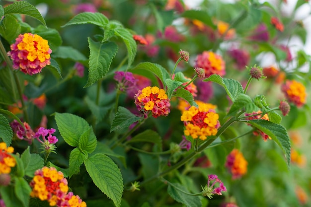 A group of small fragile flowers Lantana camara