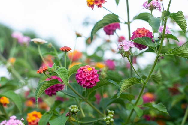 A group of small fragile flowers Lantana camara