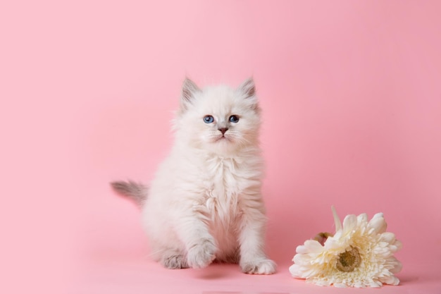 A group of small kittens of the Neva breed with flowers on a pink background