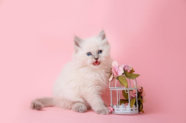 A group of small kittens of the Neva breed with flowers on a pink background