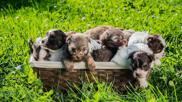 Photo a group of small puppies in a basket trying to escape