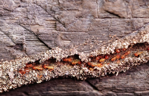 Group of the small termite, Termites are social creatures that damage people's wooden houses because