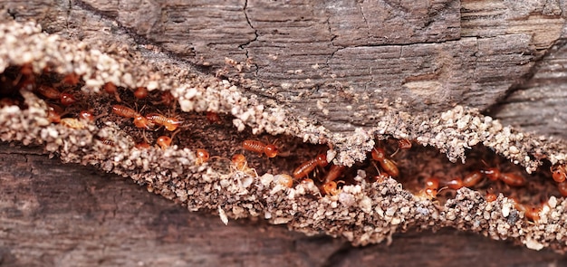 Group of the small termite, walking in the nest, Termites are social creatures that damage people's