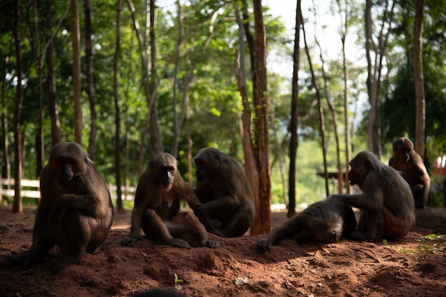 Group of Stump tailed macaque, Bear macaque (Macaca arctoides) rest during a quiet sunny day at Phetchaburi province, Khao Kapook Khao Tormoor non hunting area, Thailand