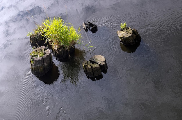 Group of stumps one with thick green hair of grass washed by ripple water of river