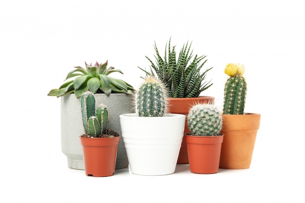 Group of succulent plants isolated on white surface