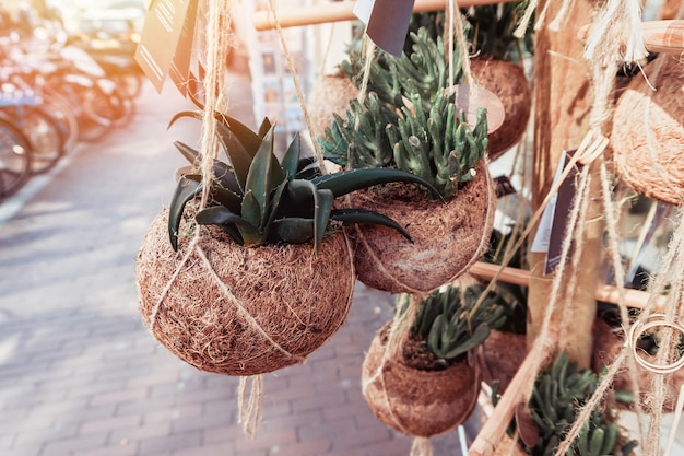 Group of succulents, cacti in pots on street wall.