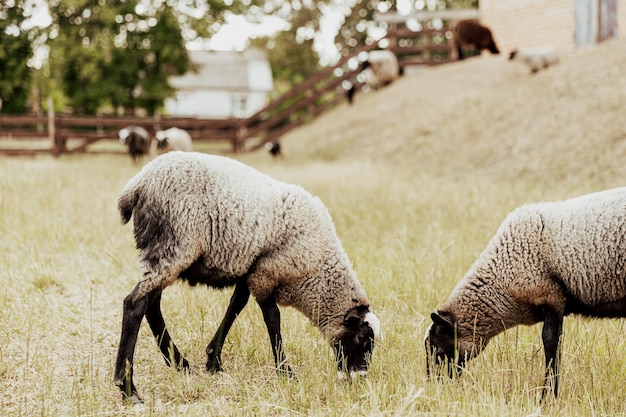 Group of Suffolk sheep in farm eating grass on the ground on a pasture