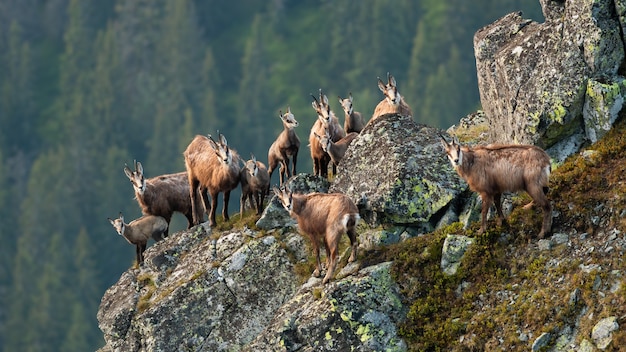 Group of tatra chamois climbing on rocks in summer