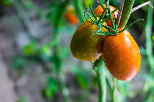 Group of tomatoes on a green branch in a greenhouse. Unripe green and yellow fruits