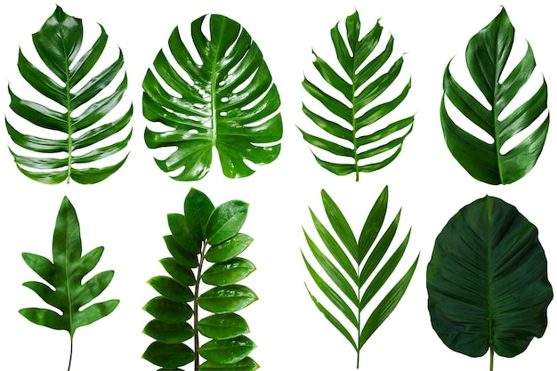 Group Of Top View Tropical Green Leaf On White