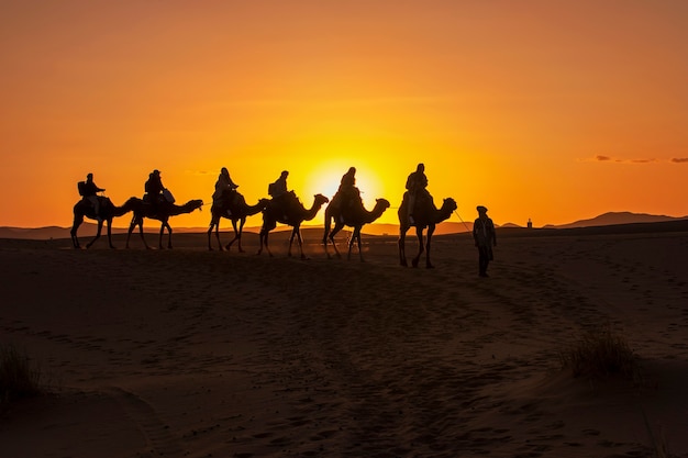 A group of tourist led by a local beduin guide riding camels to the desert camp in Sahara . Sunset , golden hour