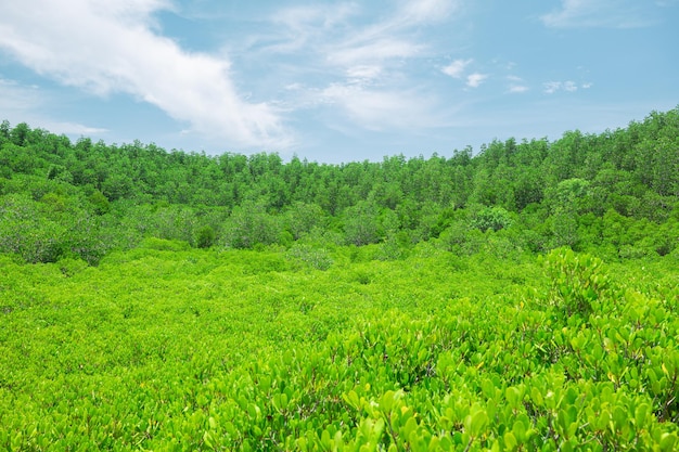 Group of tree background with sunny day blue sky white clouds