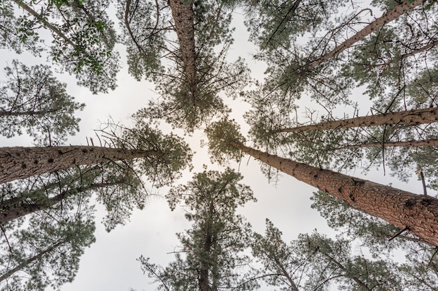 Group of trees from below to the sky