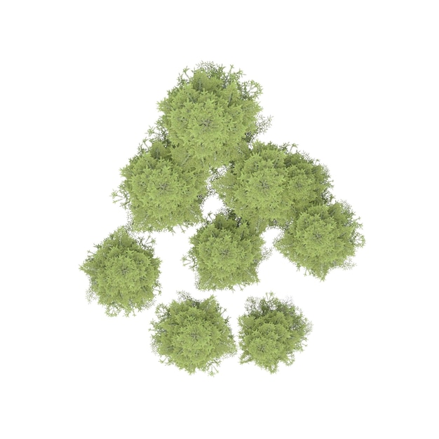 group of trees, top view, isolated on white background, 3D illustration, cg render