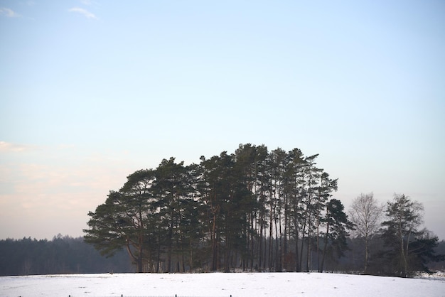 Group of trees in the winter with beautiful sky Horizontal landscape in rural area